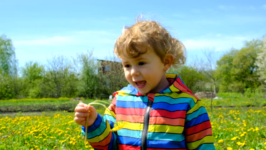 A child collects dandelion flowers. Selective focus.