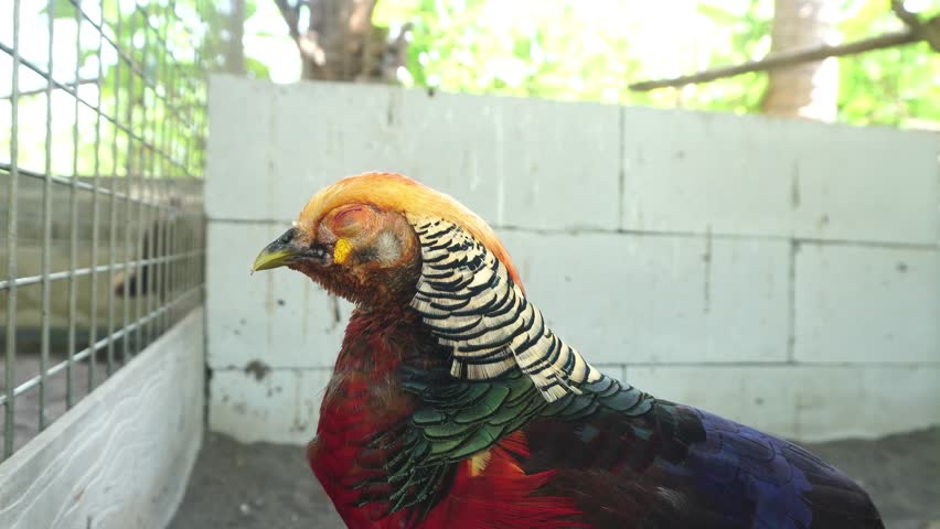 Golden pheasant, also known as Chinese pheasant, and rainbow pheasant, from the order Galliformes and the bird family Phasianidae. The genus name comes from the Ancient Greek khrusolophos. Royalty-Free Stock Footage #1111471917