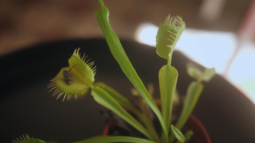 Venus flytrap Dionaea muscipula , carnivorous plant.