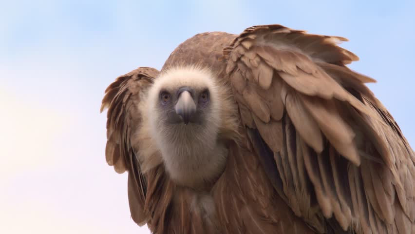Griffon vulture flying in blue sky and landing towards his nest Royalty-Free Stock Footage #1111475269