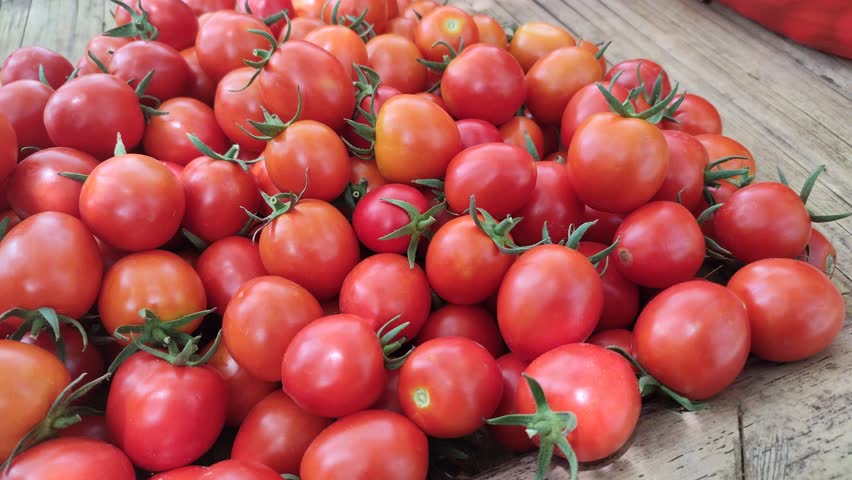 Tomatoes just picked from the tomato plantation | Shutterstock HD Video #1111476327