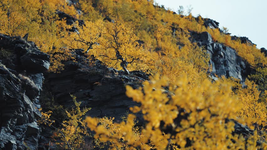 Golden-yellow birch trees on the rocky slope. Slow-motion parallax