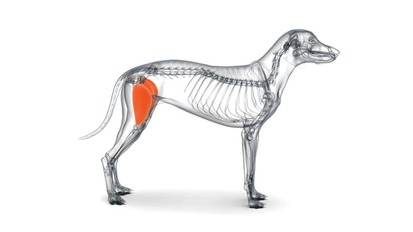 3d animation muscle anatomy of dog vastus medialis muscle anatomy Royalty-Free Stock Footage #1111480203
