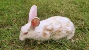 video of bunny eating grass in the meadow. Adorable little white rabbit holland lop playing on the green grass. Easter day concept.