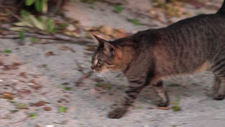Close-up view of stray cats strolling in park along Walking Street in Miami Beach. USA. | Shutterstock HD Video #1111491013