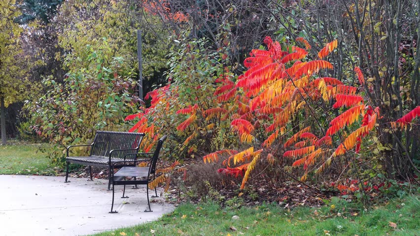 Metal benches near the road against a background with colorful red and yellow bushes