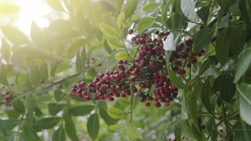 Pink pepper growing on the Brazilian pepper tree - Schinus terebinthifolius, aroeira plant. 