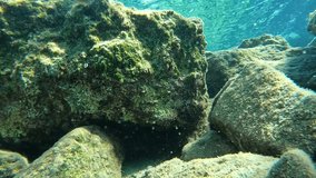Underwater video. A red and white striped fish called Sargocentron diadema emerging from the rocks. 
