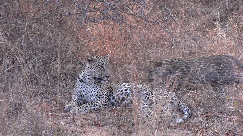 Leopard cubs play and roll around each other silly in tall grass