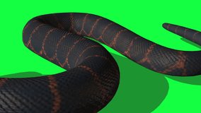 Animated Python Snake With Green Screen Background
