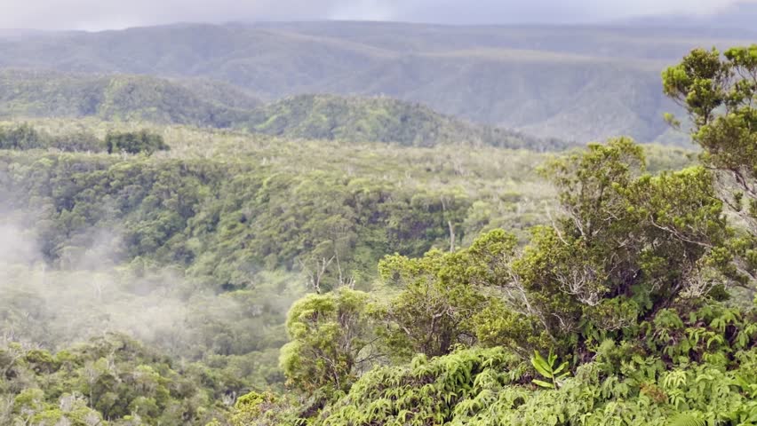 Cinematic long lens panning shot of fog creeping out over the lush rainforest in the Na Pali mountains at the top of Waimea Canyon on the Hawaiian island of Kaua