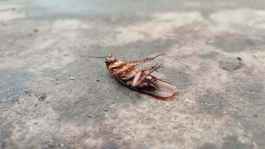 Cockroaches were dead and lying on the floor | Shutterstock HD Video #1111500791