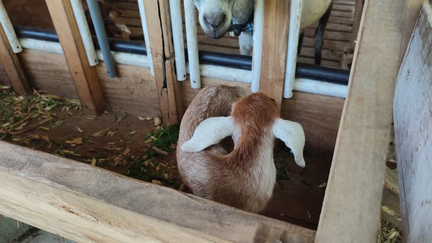 Goat farming, goats in a cage | Shutterstock HD Video #1111500799