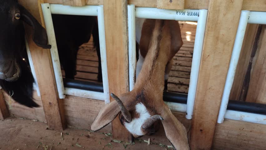 Goat farming, goats in a cage | Shutterstock HD Video #1111500801