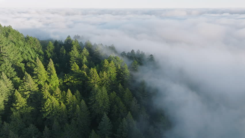 Overhead shot of green treetops covered morning mist, San Francisco Bay area, California, West coast, USA. Aerial view of cloud formation covered forest trees. Breathtaking mountain background 