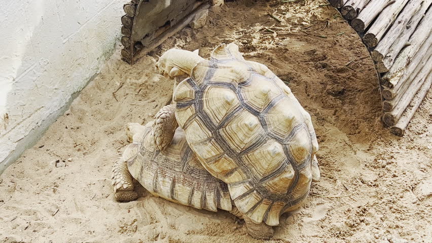 Close up 4K of two African spurred tortoises, sulcata, are breeding during mating season in zoo which is important for conservation and protection of these incredible creature, endangered species.
