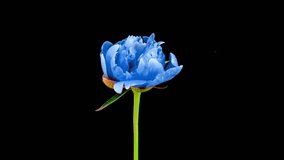 Beautiful blue Peony background. Blooming peony flower open, time lapse 4K UHD video timelapse. Easter, spring, Valentine's day, holidays concept