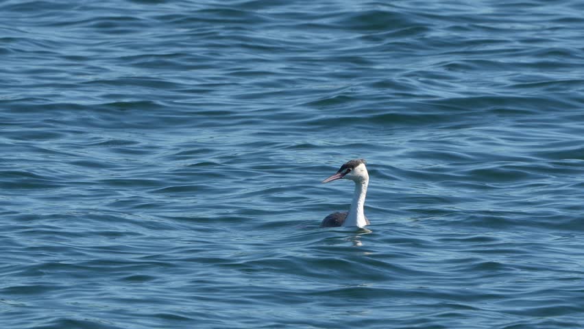 crested grebe is in a sea