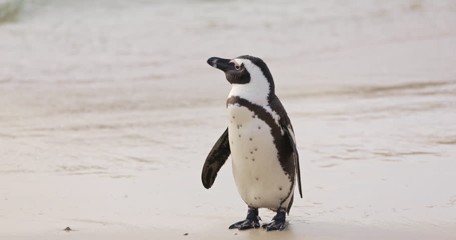 One little African penguin on sandy beach coming out of water. Spheniscus demersus or jackass penguin. Colony on Boulders Beach Nature Reserve in Simon's Town in South Africa. Wildlife nature birds | Shutterstock HD Video #1111524235
