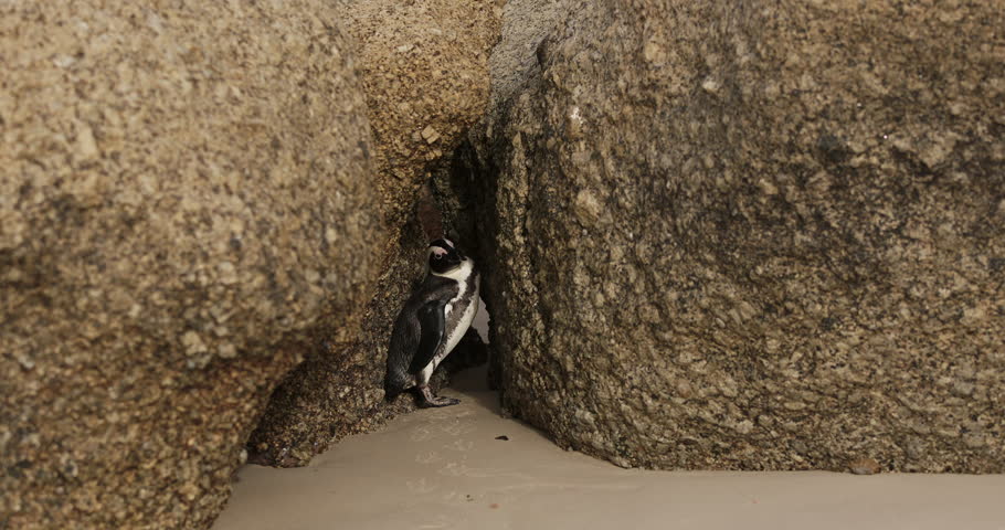 One little African penguin on sandy beach hiding between rocks. Spheniscus demersus or jackass penguin. Colony on Boulders Beach Nature Reserve in Simon's Town in South Africa. Wildlife nature birds | Shutterstock HD Video #1111524237