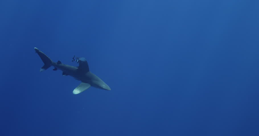 Wildlife marine nature. Oceanic Whitetip Shark Carcharhinus longimanus swim under surface of blue water. large dangerous shark inhabiting tropical in underwater Mauritius, Indian Ocean. Rare footage. | Shutterstock HD Video #1111524243