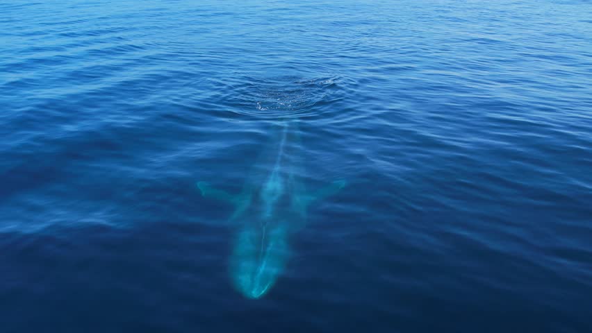 Blue Whale Diving in calm waters off of Dana Point Harbor in Southern California. Royalty-Free Stock Footage #1111526529