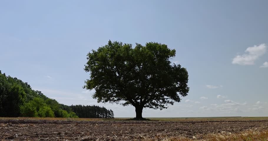 an old lonely oak in a wheat field ,a stubble of wheat and one oak with green foliage in a field Royalty-Free Stock Footage #1111528399