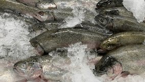 Video of a group of trout in a local market. Concept of food and fish.