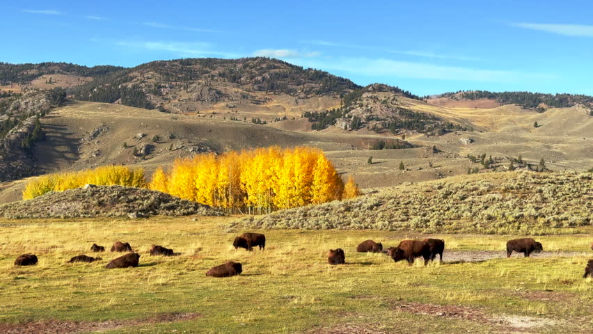 Lamar Valley Buffalo buffalos family large herd Yellowstone National Park Wyoming Montana wildlife autumn fall sunny beautiful yellow Aspen tree colors daytime stunning cinematic slow motion slide