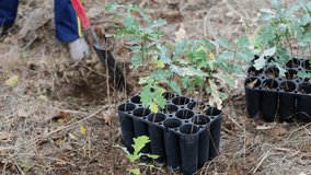4k clip with oak sapling ready to be planted during a afforestation process