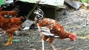 Free range rooster chicken scary moment, Nice red and black color combination in a rural garden 4k video natural view
