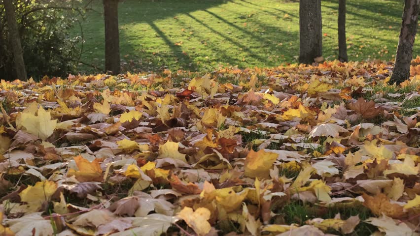 Fall Autumn on a sunny day. park in Prague, vibrant orange trees and fallen maple leaves create a picturesque scene during a stunning sunset | Shutterstock HD Video #1111535807