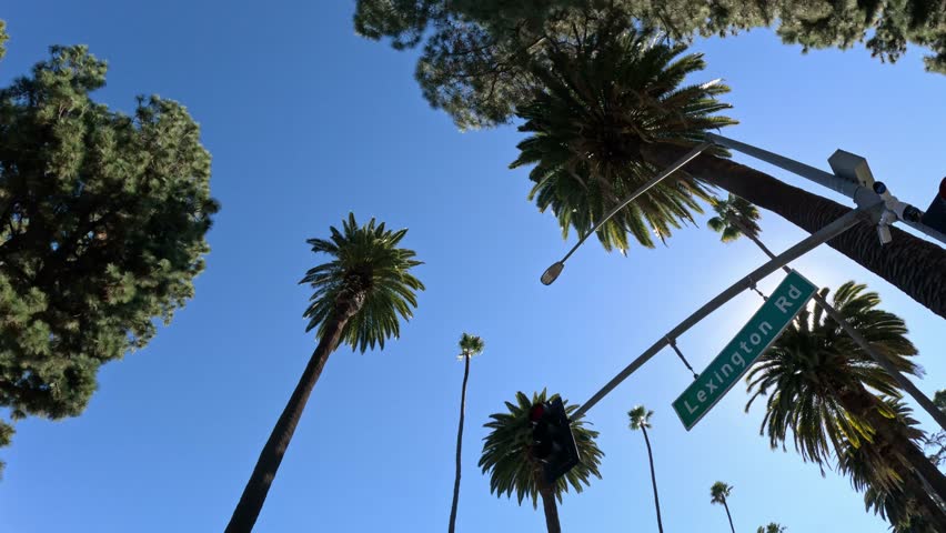 The Palm trees of Beverly Hills against blue sky - travel photography