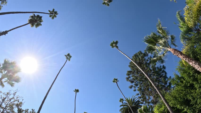 The Palm trees of Beverly Hills against blue sky - travel photography