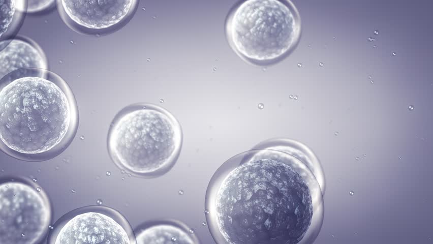 Animation of Mesenchymal stem or stromal cells (MSC). Embryonic stem cells concept. Reducing inflammation and modulating the immune system by repairing damaged cells. 