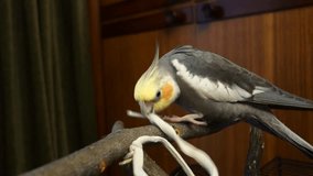 The cockatiel is played with a shoelace