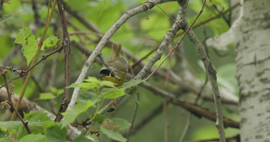Common Yellowthroat Warbler Songbird Calling Chatting Sound Call in Forest