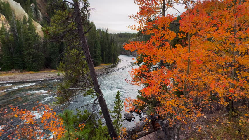Grand Canyon of the Yellowstone National Park river Upper lower Falls waterfall lookout artist point autumn orange red yellow Aspen Trees Canyon Village stunning peace end of day sunset pan left slow