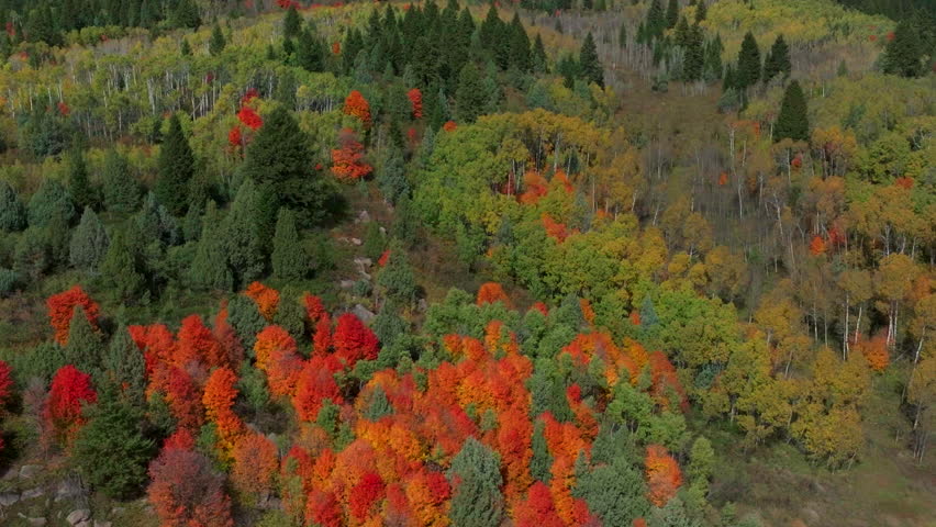 Cinematic drone aerial stunning fall warm colorful colors pop red orange yellow green thick Aspen Tree groove forest Grand Targhee Pass Idaho Grand Tetons National Park landscape spin right motion