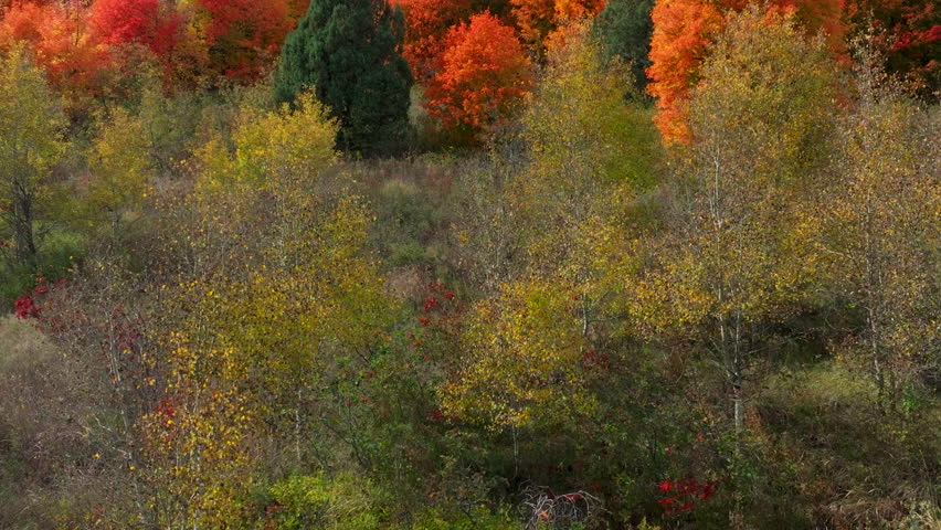 Cinematic drone aerial stunning fall warm popping colorful colors red orange yellow green thick Aspen Tree groove forest Grand Targhee Pass Idaho Grand Tetons National Park landscape up movement