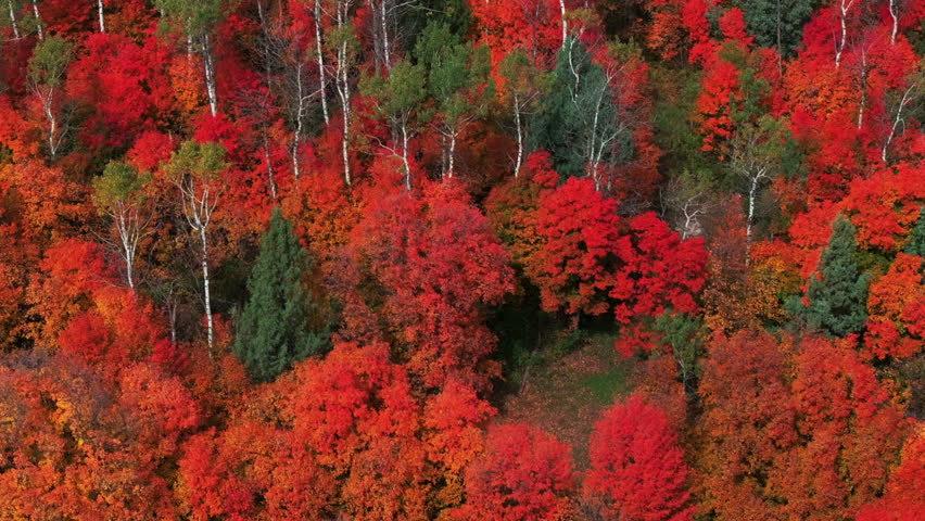 Cinematic drone aerial stunning fall warm colorful colors pop red orange yellow green thick Aspen Tree groove forest Grand Targhee Pass Idaho Grand Tetons National Park landscape circle left motion