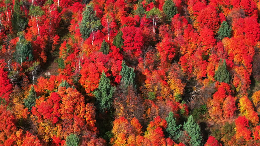Cinematic drone aerial stunning fall warm colorful colors pop red orange yellow green thick Aspen Tree groove forest Grand Targhee Pass Idaho Grand Tetons National Park landscape right sideways motion