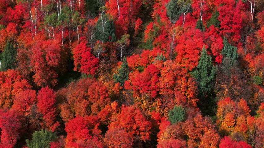 Cinematic drone aerial stunning fall warm colorful colors pop red orange yellow green thick Aspen Tree groove forest Grand Targhee Pass Idaho Grand Tetons National Park landscape spin left motion