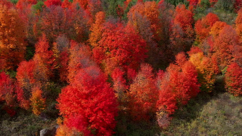 Cinematic drone aerial stunning fall warm colorful colors pop red orange yellow green thick Aspen Tree groove forest Grand Targhee Pass Idaho Grand Tetons National Park landscape slide right motion