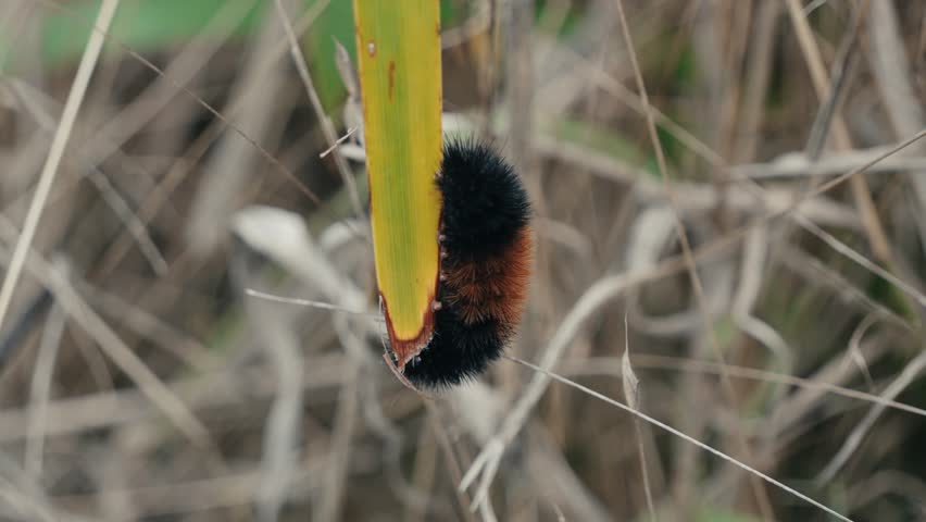 Woolly Bear Caterpillar on a blade of grass 