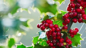 Video clip capturing a holly bush backlit by morning sun, vibrant green leaves shimmering, Christmas berries gleaming with dewdrops. - Powered by Shutterstock - Get 15% off with code: PIKWIZARD15