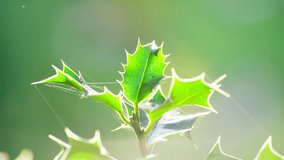 Close-up video showcasing a marvelous holly bush, backlit by the morning sun, green leaves shining, and red Christmas berries glistening with dew. - Powered by Shutterstock - Get 15% off with code: PIKWIZARD15