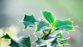 Close-up video showcasing a marvelous holly bush, backlit by the morning sun, green leaves shining, and red Christmas berries glistening with dew. - Powered by Shutterstock - Get 15% off with code: PIKWIZARD15