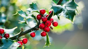 Close-up video showcasing a marvelous holly bush, backlit by the morning sun, green leaves shining, and red Christmas berries glistening with dew. - Powered by Shutterstock - Get 15% off with code: PIKWIZARD15