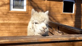 Funny wild white lama eating from human hands in contact zoo cage.Alpacas feeding in open nature park,rural barnyard.backyard in free range eco farm.Children outdoor activities and pet care.